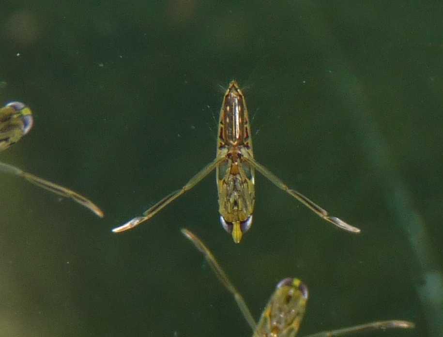 Notonectidae: Anisops sardeus del Lazio